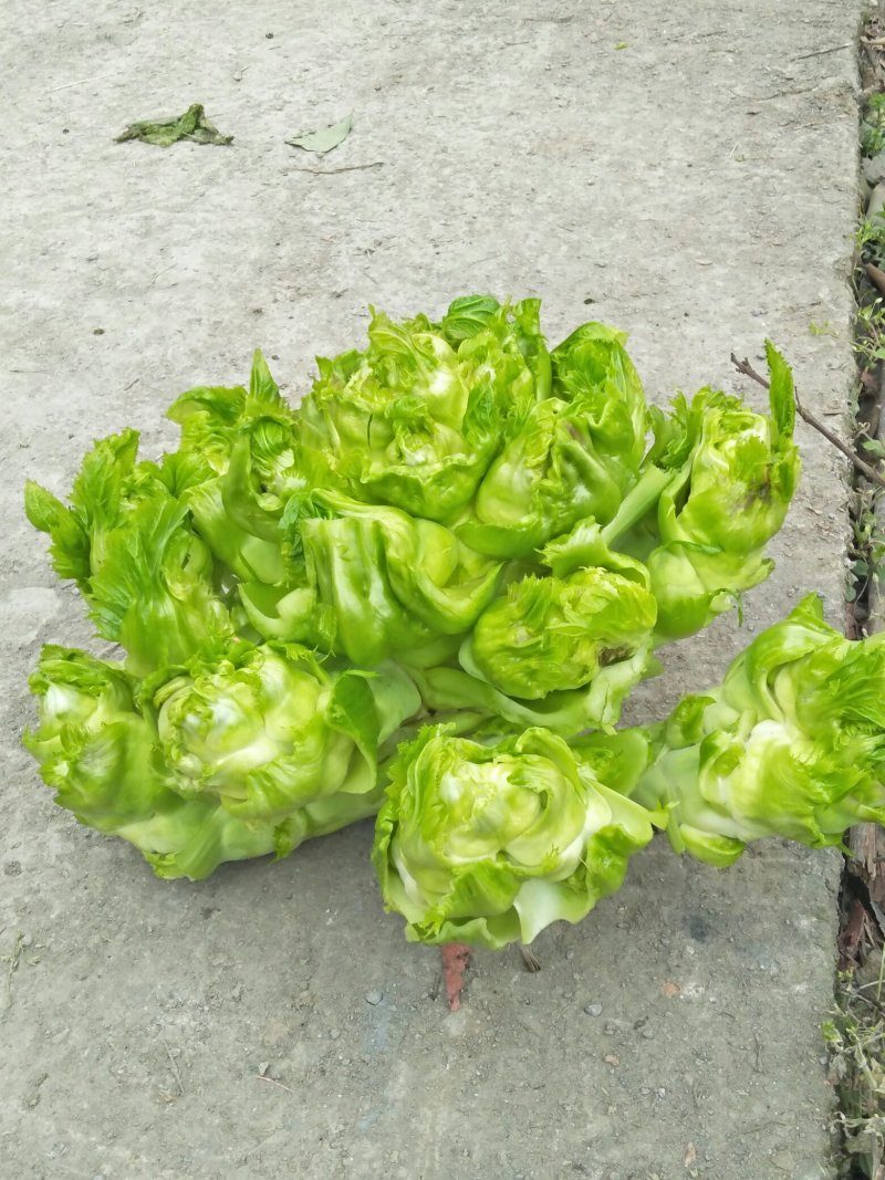 儿菜求销