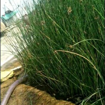 永信水生植物水葱基地直销，无中间商，包成活后期不活免费补
