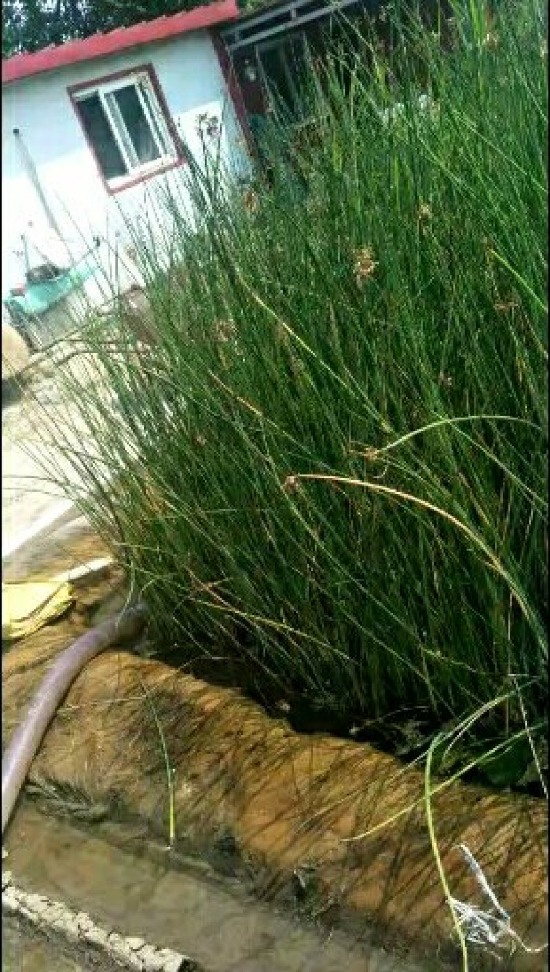 永信水生植物水葱基地直销，无中间商，包成活后期不活免费补