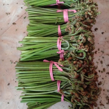 鲜蕨菜上市