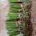 鲜蕨菜上市