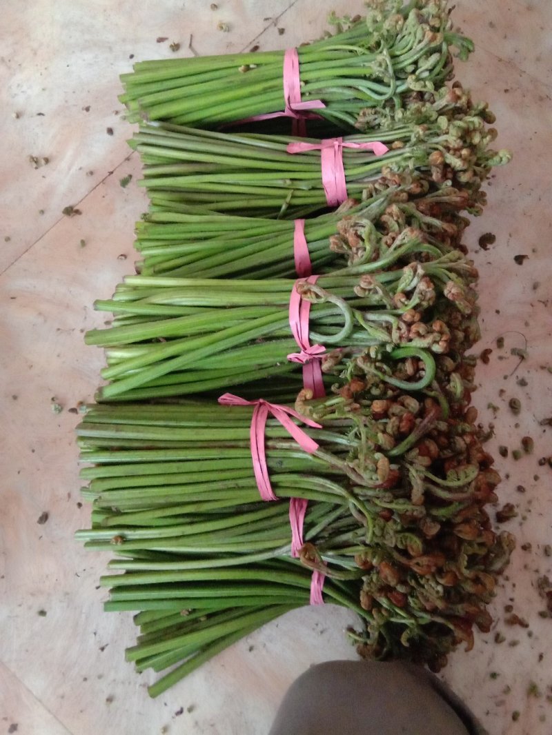 鲜蕨菜上市