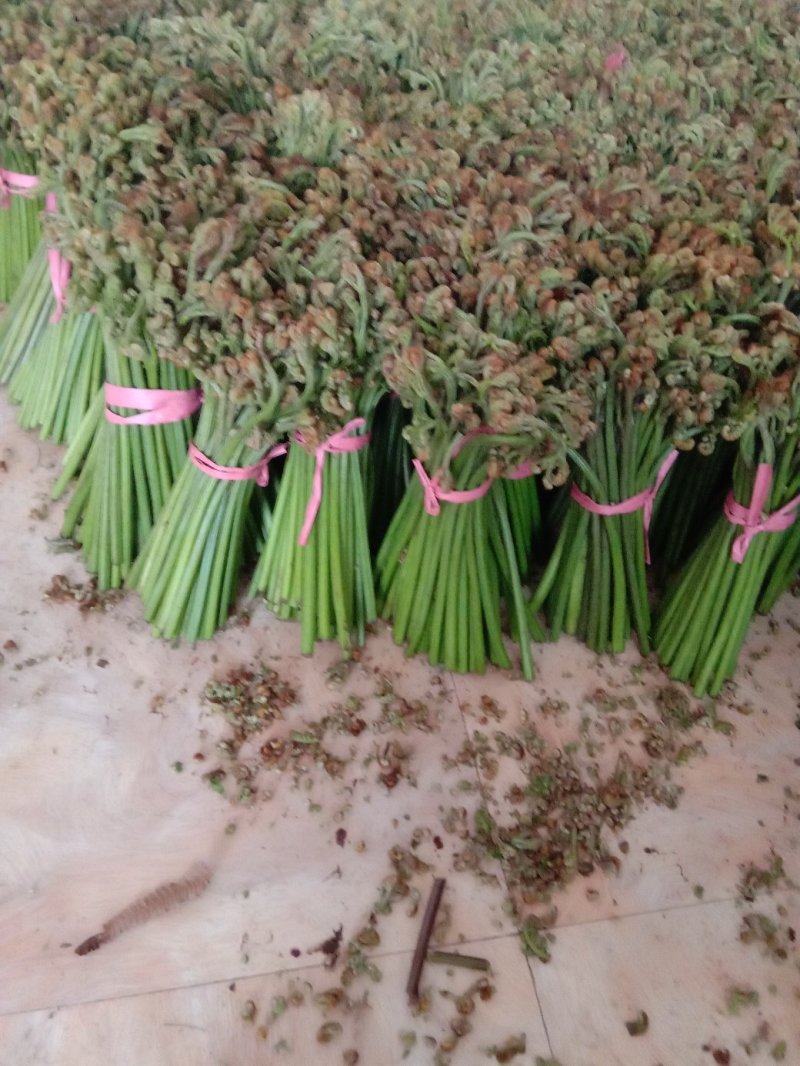 鲜蕨菜上市