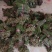 鲜蕨菜上市