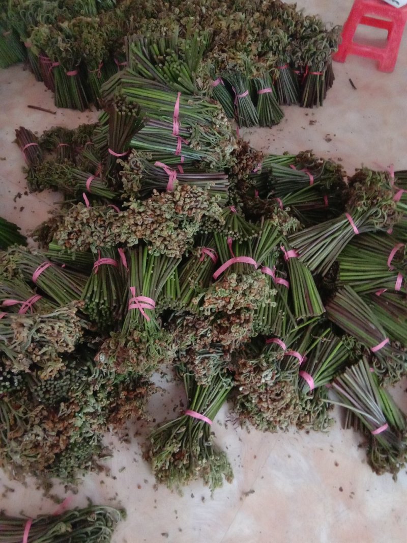 鲜蕨菜上市