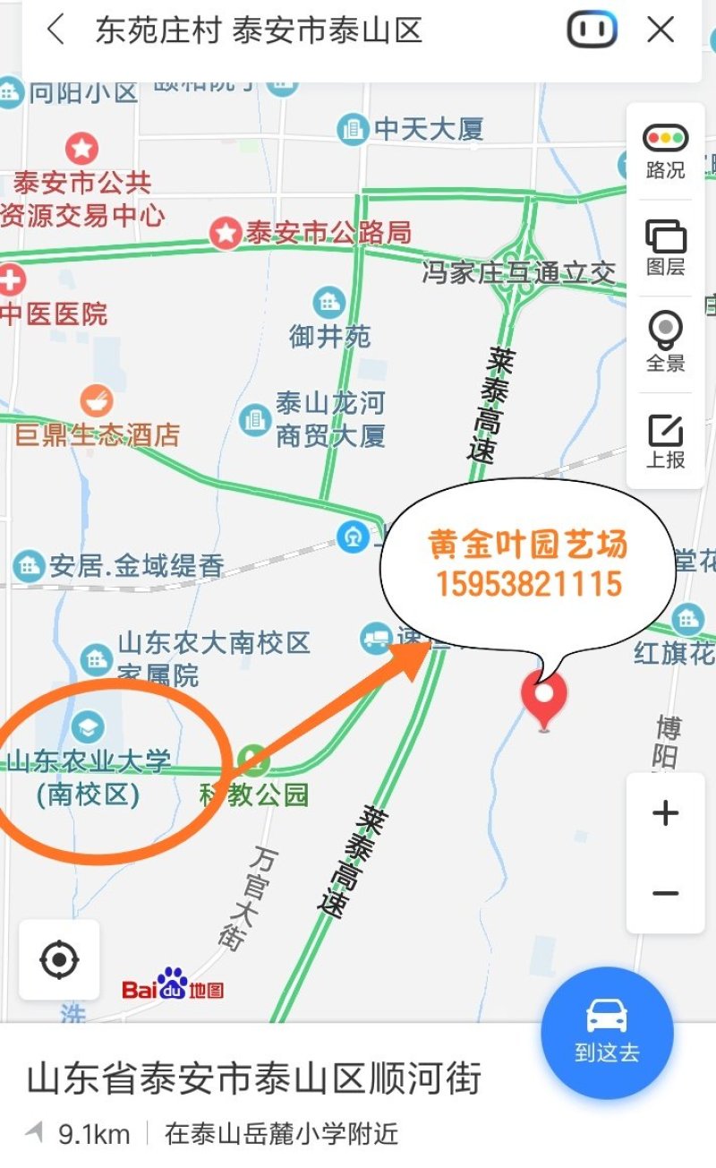 车厘子大樱桃树苗，适合南北方地区栽种！