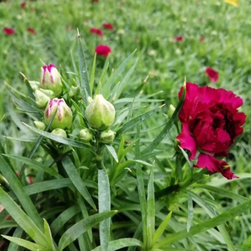 康乃馨盆花批发红色粉色多色香石竹