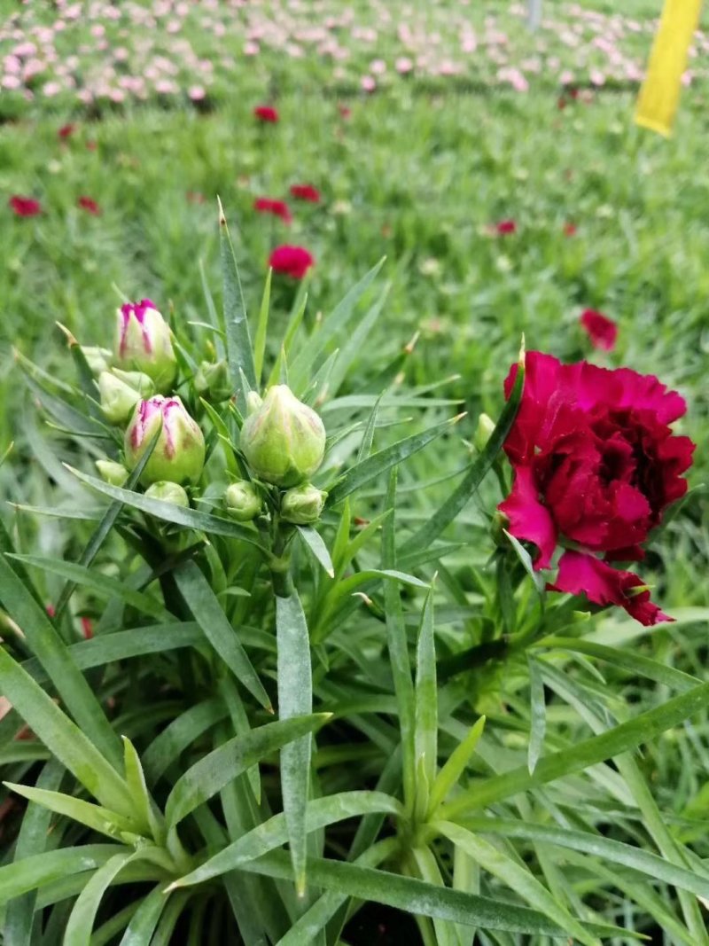 康乃馨盆花批发红色粉色多色香石竹