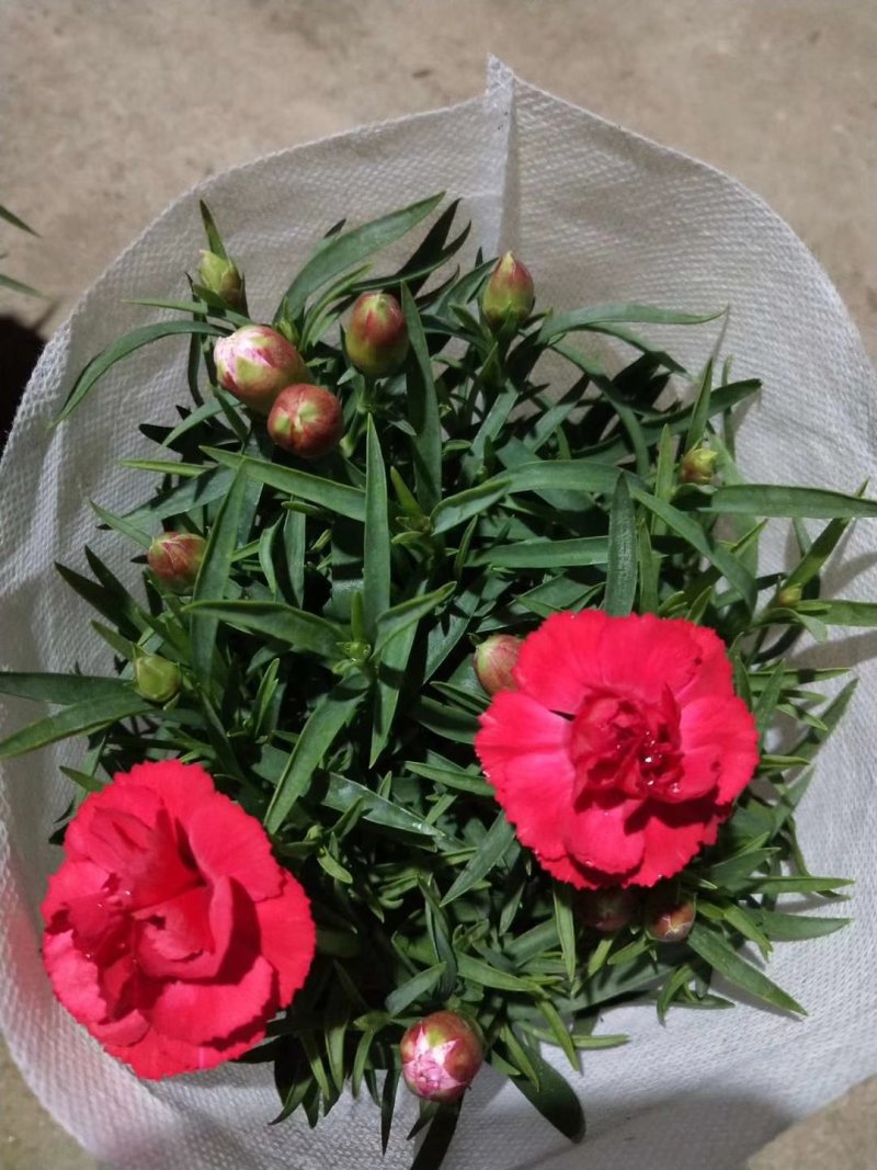 康乃馨盆花批发红色粉色多色香石竹