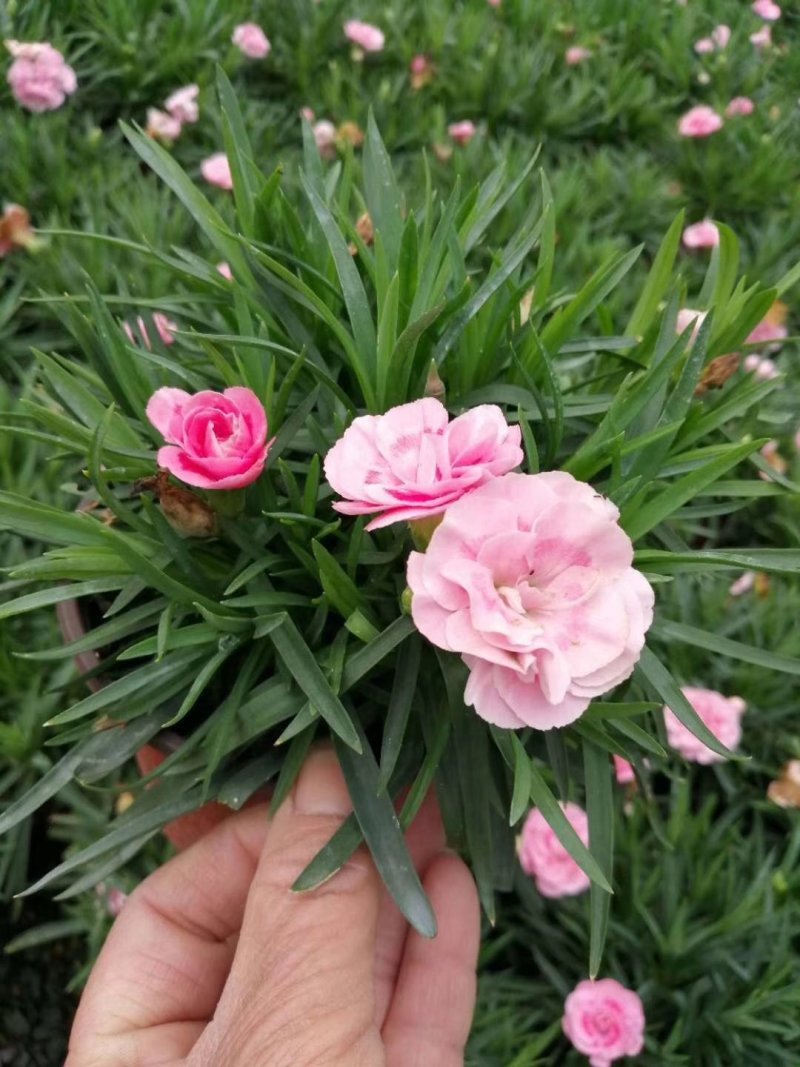 康乃馨盆花批发红色粉色多色香石竹