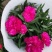 康乃馨盆花批发红色粉色多色香石竹