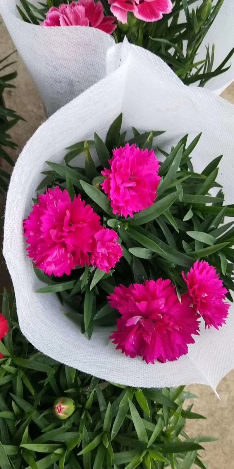 康乃馨盆花批发红色粉色多色香石竹