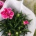 康乃馨盆花批发红色粉色多色香石竹