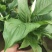 白掌绿植盆栽批发一帆风顺50高整箱发货