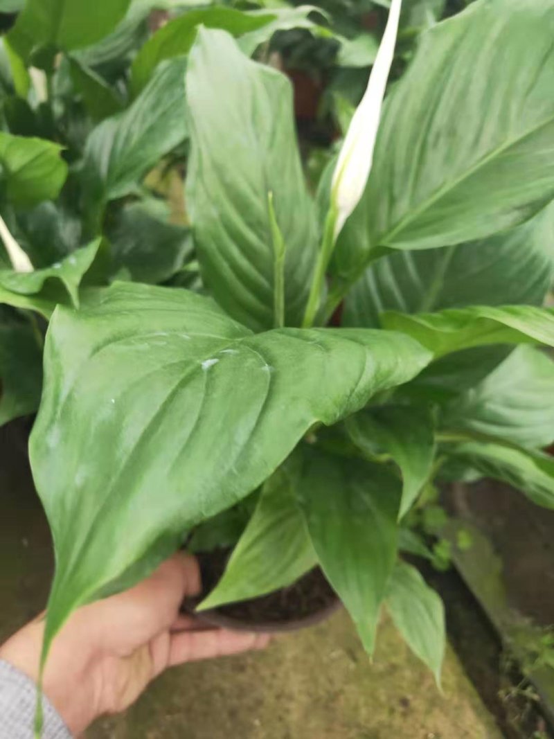 白掌绿植盆栽批发一帆风顺50高整箱发货