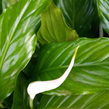 白掌绿植盆栽批发一帆风顺50高整箱发货