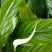 白掌绿植盆栽批发一帆风顺50高整箱发货