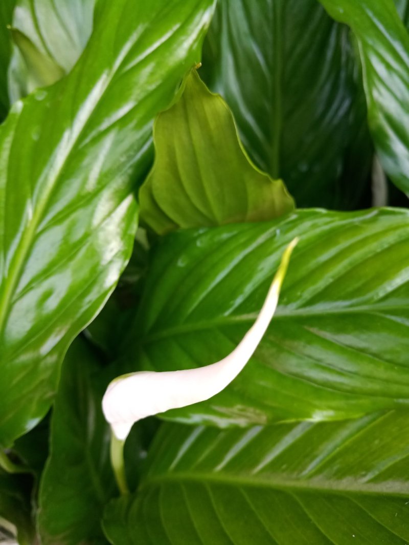 白掌绿植盆栽批发一帆风顺50高整箱发货
