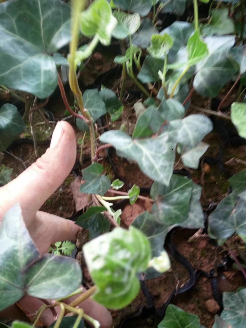 绿化杯苗常春藤批发绿化植物营养杯苗