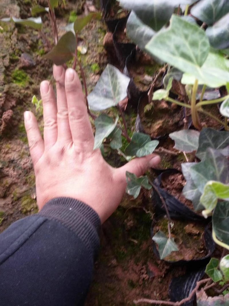 绿化杯苗常春藤批发绿化植物营养杯苗
