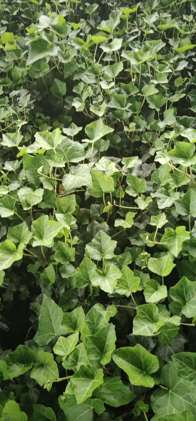 绿化杯苗常春藤批发绿化植物营养杯苗