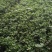 绿化杯苗常春藤批发绿化植物营养杯苗