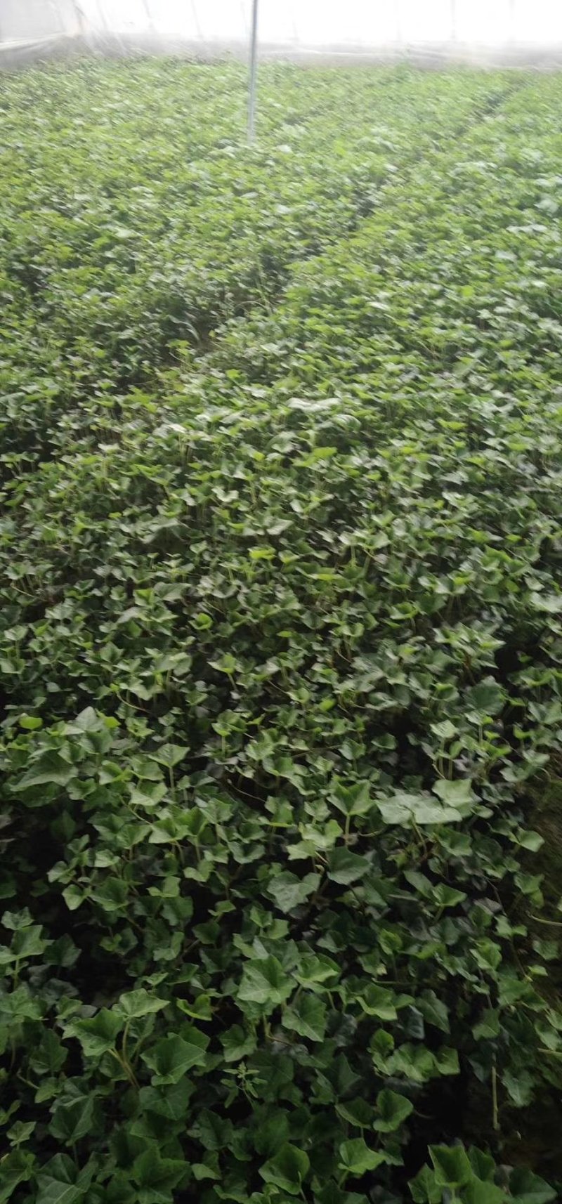 绿化杯苗常春藤批发绿化植物营养杯苗