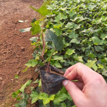 绿化杯苗常春藤批发绿化植物营养杯苗