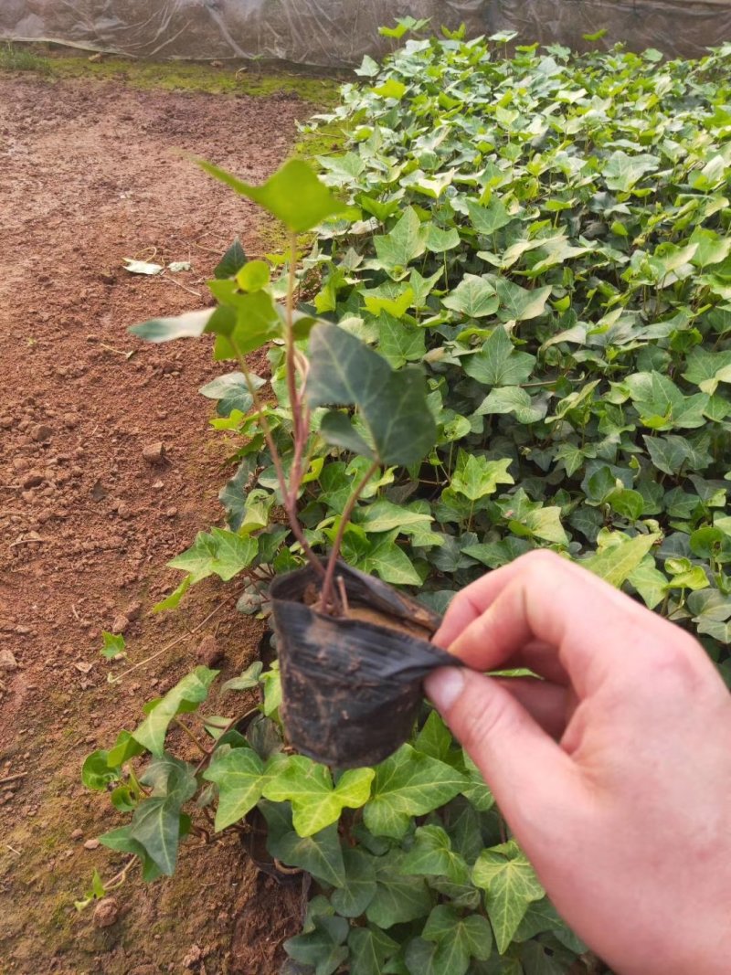 绿化杯苗常春藤批发绿化植物营养杯苗