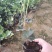 绿化杯苗常春藤批发绿化植物营养杯苗
