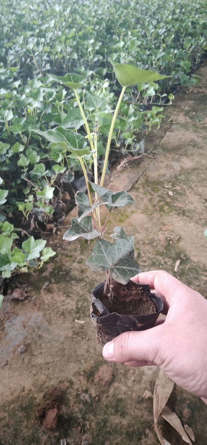 绿化杯苗常春藤批发绿化植物营养杯苗