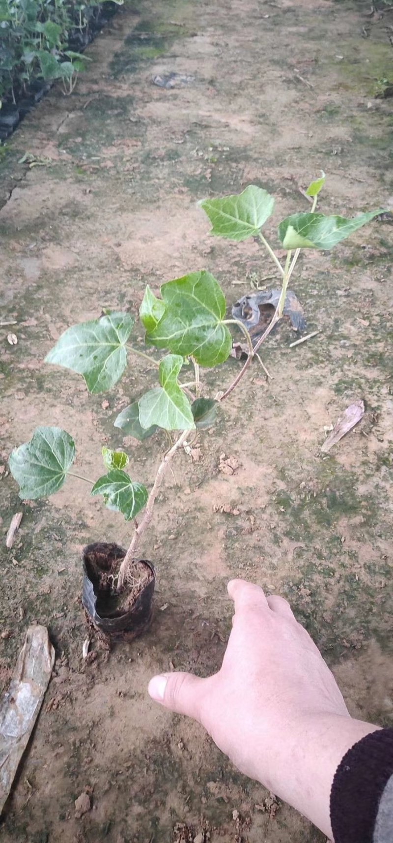 绿化杯苗常春藤批发绿化植物营养杯苗