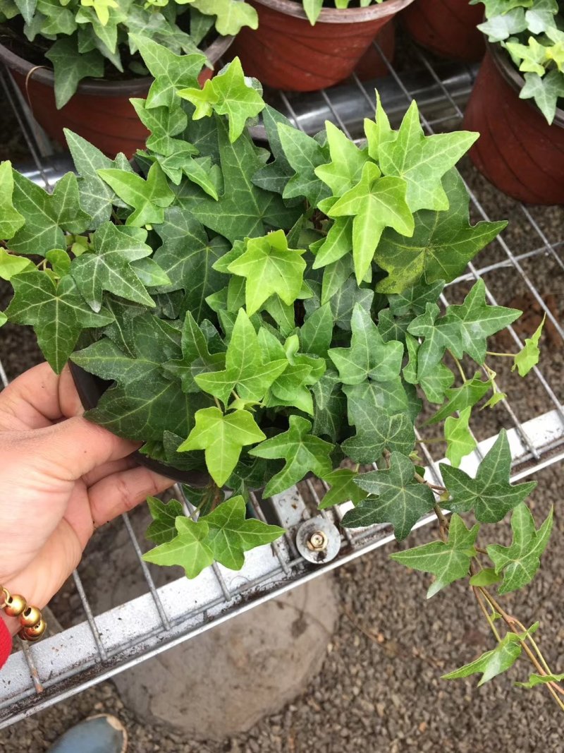 绿化杯苗常春藤批发绿化植物营养杯苗