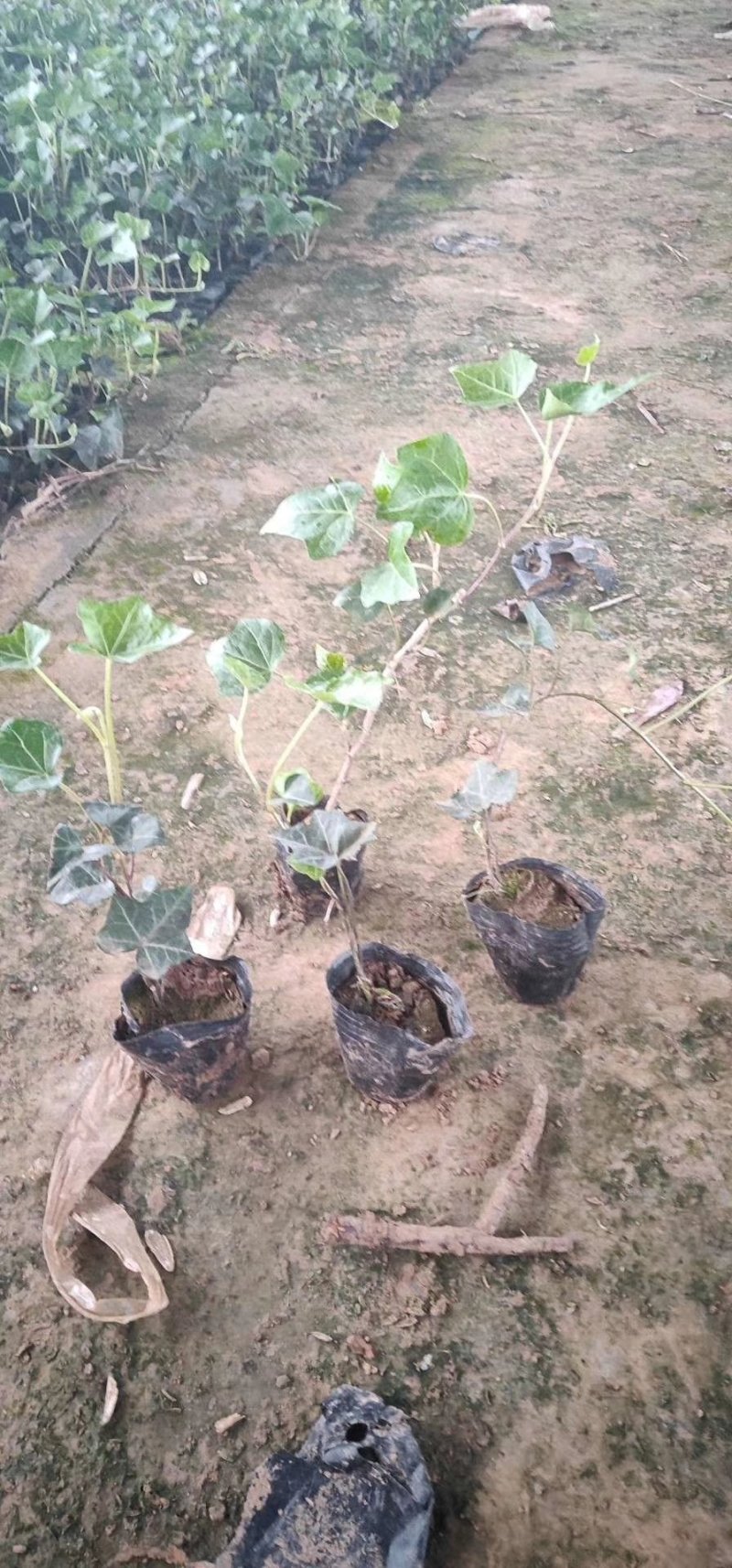绿化杯苗常春藤批发绿化植物营养杯苗