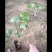 绿化杯苗常春藤批发绿化植物营养杯苗