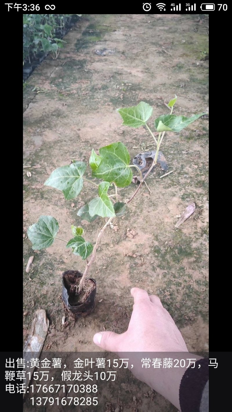 绿化杯苗常春藤批发绿化植物营养杯苗