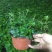办公室绿植常春藤盆花盆栽批发价格