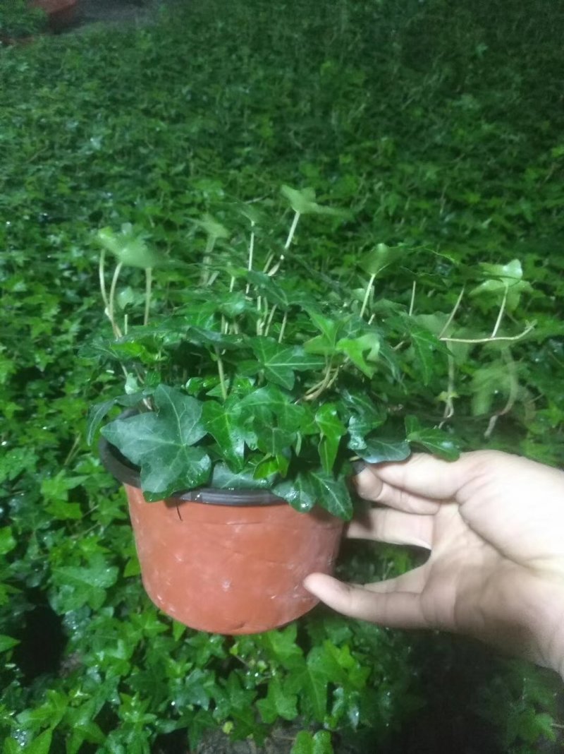 办公室绿植常春藤盆花盆栽批发价格