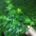 办公室绿植常春藤盆花盆栽批发价格