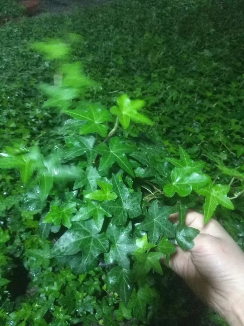 办公室绿植常春藤盆花盆栽批发价格