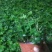 办公室绿植常春藤盆花盆栽批发价格
