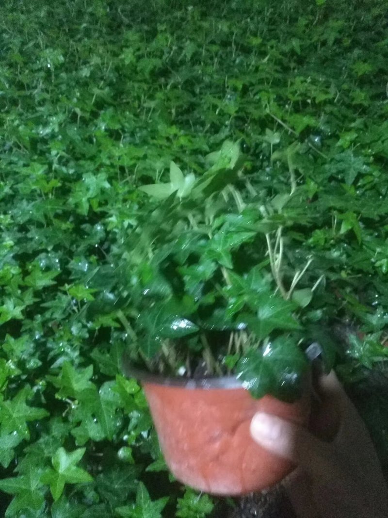 办公室绿植常春藤盆花盆栽批发价格