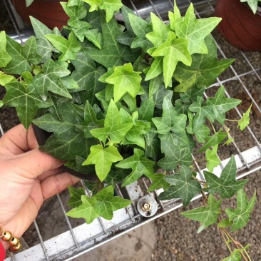 办公室绿植常春藤盆花盆栽批发价格