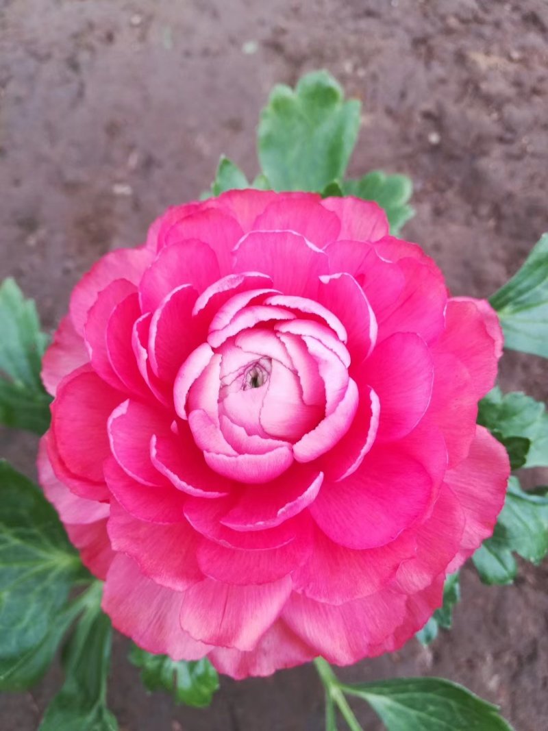 红色黄色芹叶牡丹盆花小盆栽花海批发