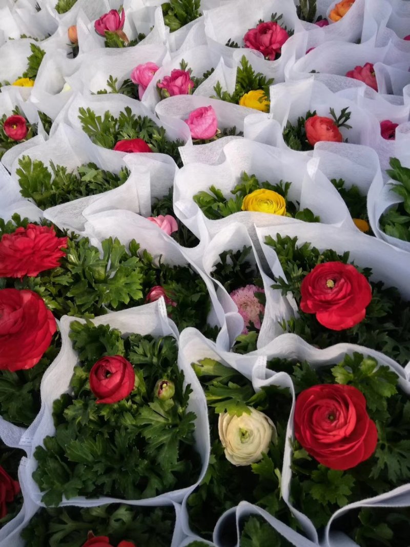 红色黄色芹叶牡丹盆花小盆栽花海批发