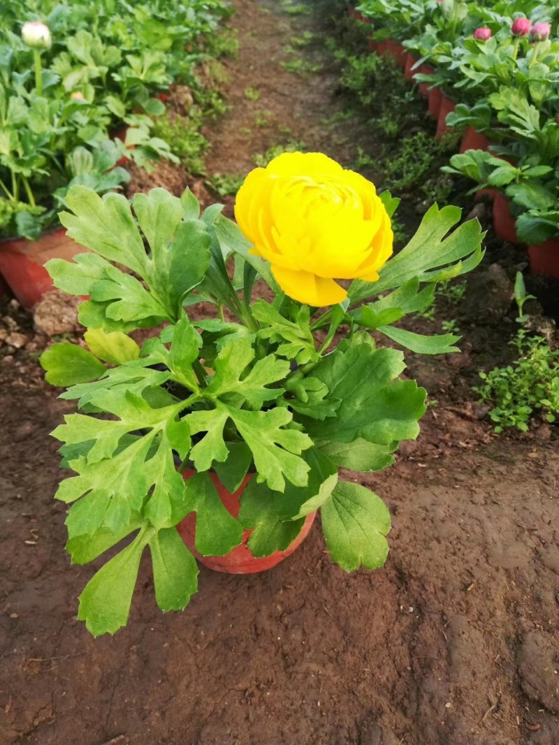 红色黄色芹叶牡丹盆花小盆栽花海批发