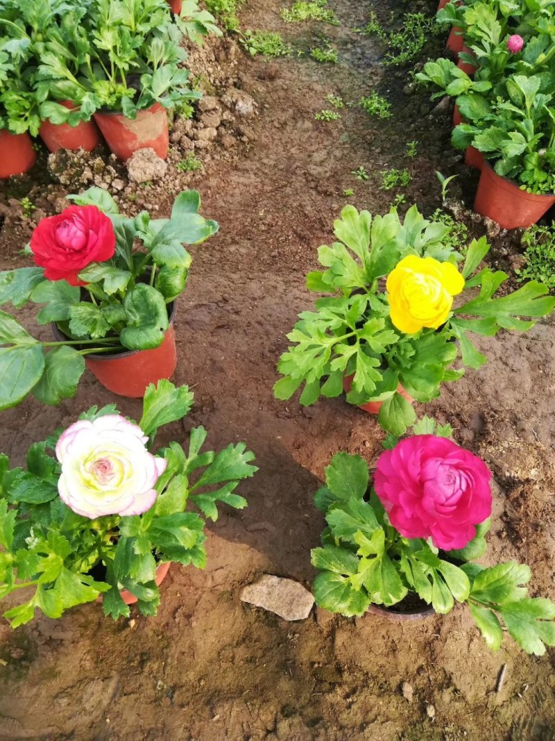 红色黄色芹叶牡丹盆花小盆栽花海批发