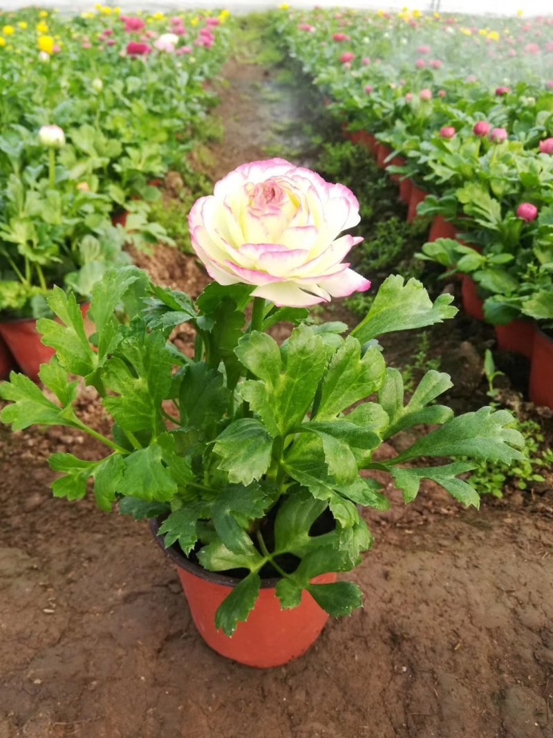红色黄色芹叶牡丹盆花小盆栽花海批发