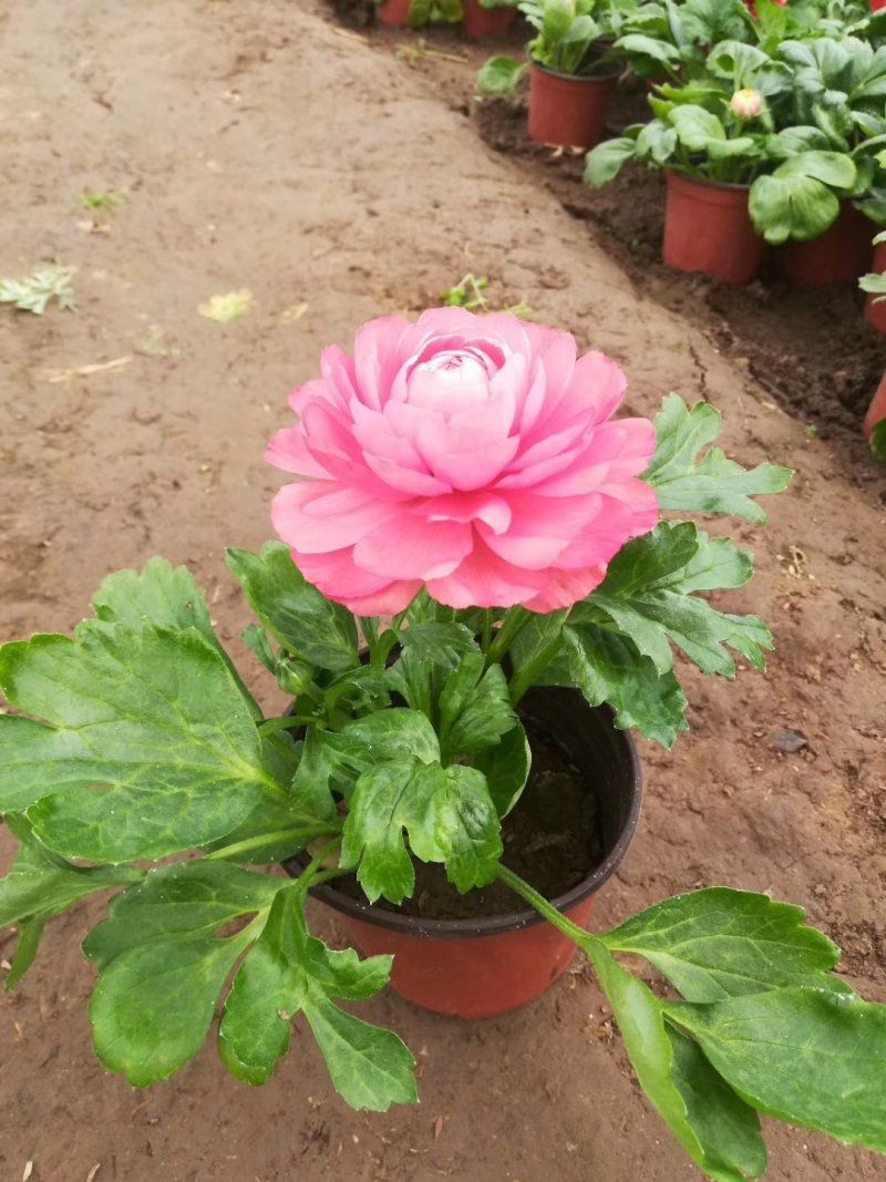 红色黄色芹叶牡丹盆花小盆栽花海批发