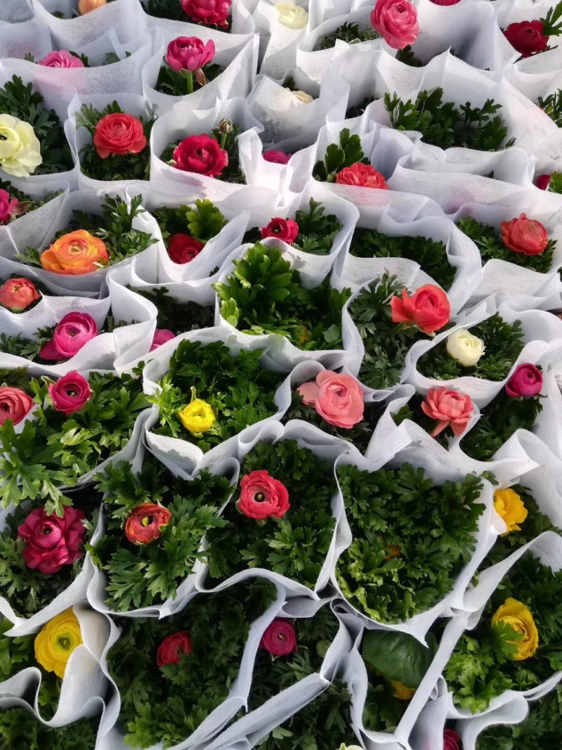 红色黄色芹叶牡丹盆花小盆栽花海批发